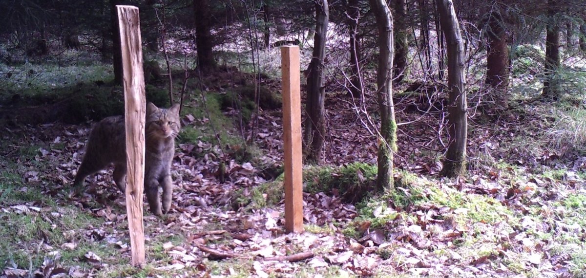 Seltene Wildkatze in und um Bad Salzschlirf unterwegs